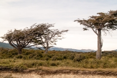 Road to Harberton Estancia