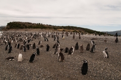 Walk with Penguins