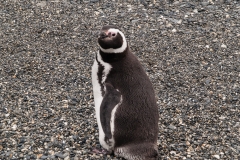 Walk with Penguins