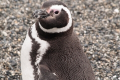 Walk with Penguins