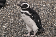 Walk with Penguins
