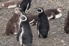 Walk with Penguins
