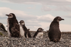 Walk with Penguins