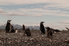 Walk with Penguins
