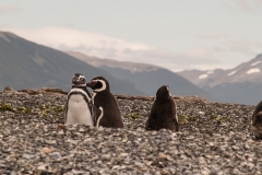 Walk with Penguins