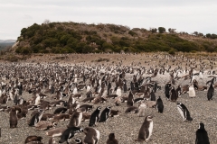 Walk with Penguins