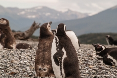 Walk with Penguins
