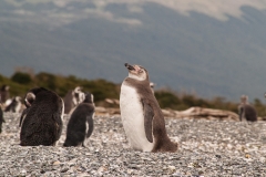 Walk with Penguins