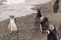 Walk with Penguins