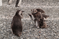Walk with Penguins