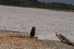 Walk with Penguins