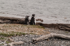 Walk with Penguins