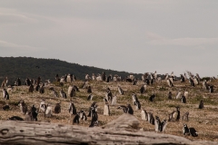 Walk with Penguins