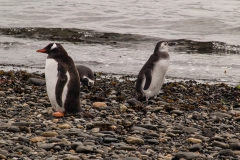 Walk with Penguins