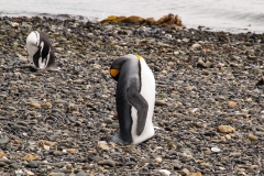 Walk with Penguins