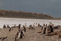 Walk with Penguins