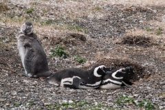 Walk with Penguins
