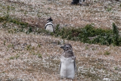 Walk with Penguins