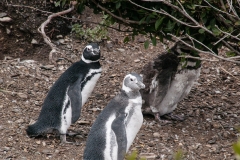 Walk with Penguins