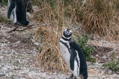 Walk with Penguins