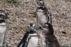 Walk with Penguins