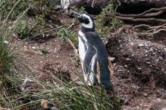 Walk with Penguins