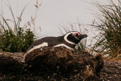 Walk with Penguins