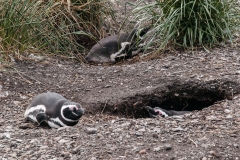 Walk with Penguins