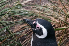 Walk with Penguins