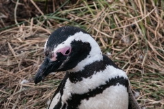 Walk with Penguins