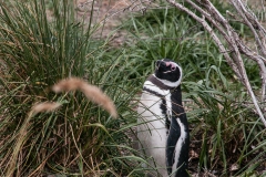 Walk with Penguins