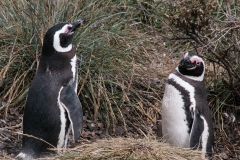 Walk with Penguins