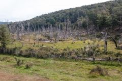 Road to Harberton Estancia