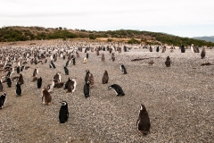Walk with Penguins