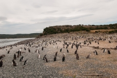 Walk with Penguins