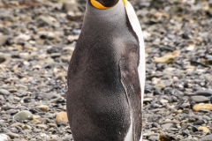 Walk with Penguins