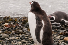 Walk with Penguins