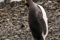 Walk with Penguins