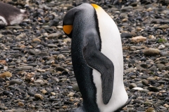 Walk with Penguins