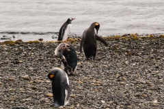 Walk with Penguins