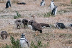 Walk with Penguins