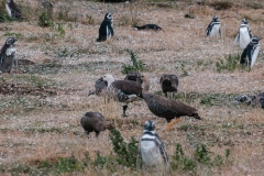 Walk with Penguins