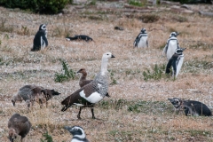 Walk with Penguins