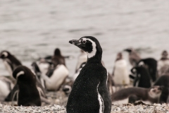 Walk with Penguins