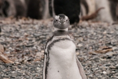 Walk with Penguins