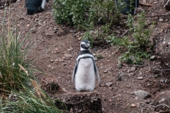Walk with Penguins