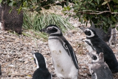 Walk with Penguins