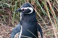 Walk with Penguins