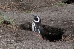 Walk with Penguins