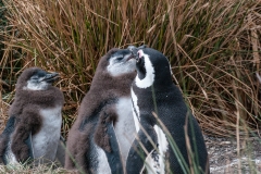 Walk with Penguins